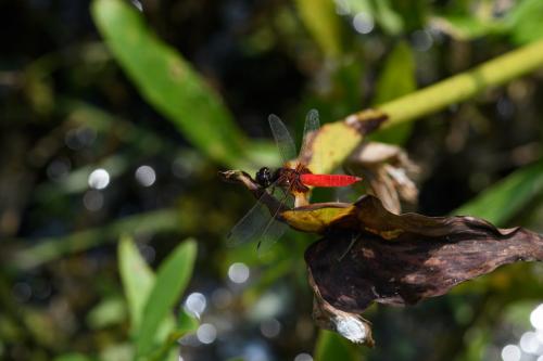 Aethriamanta brevipennis