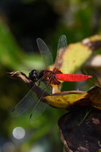 Aethriamanta brevipennis