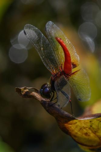 Aethriamanta brevipennis