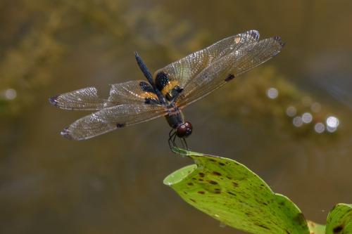 Rhyothemis phyllis
