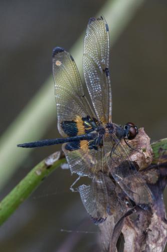 Rhyothemis phyllis