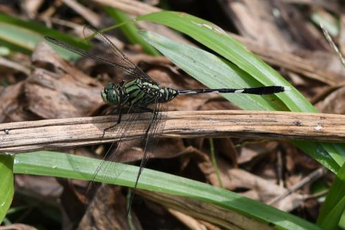 Orthetrum sabina
