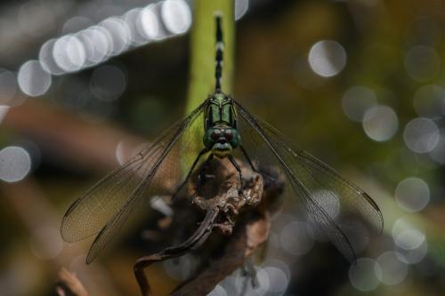 Orthetrum sabina