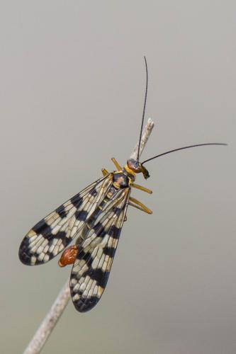 Panorpa meridionalis