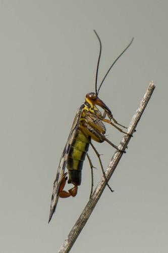 Panorpa meridionalis