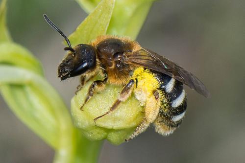 Réf. 213 560 : Lasioglossum sp.