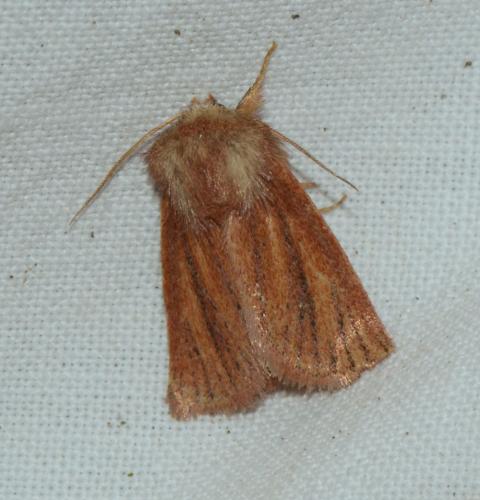 Réf. 213 770 : Denticucullus pygmina