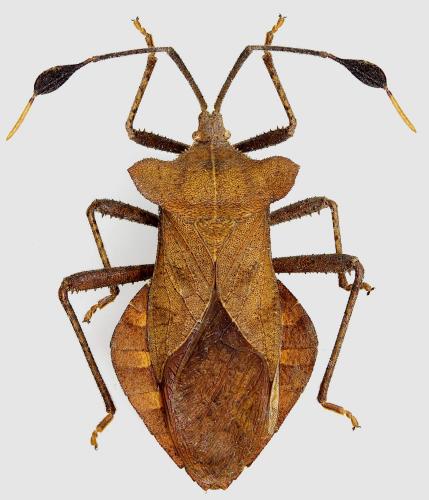 Dalader planiventris