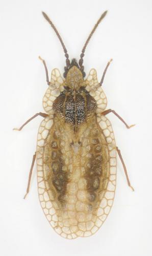 Derephysia sinuatocollis