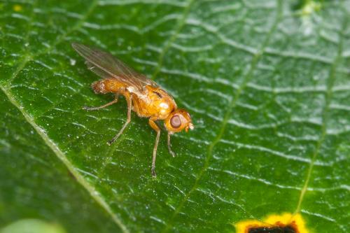 Réf. 213 412 : Psilosoma audouini