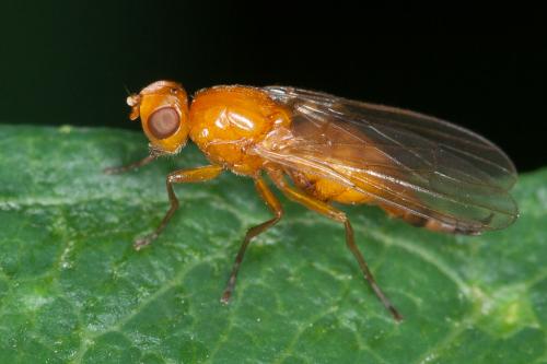 Psilosoma lefebvrei