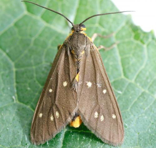 Réf. 213 198 : Dysauxes punctata