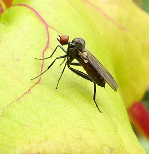 Hybos sp.