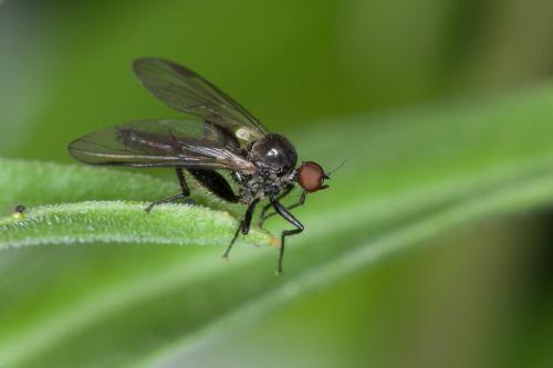 Hybos grossipes