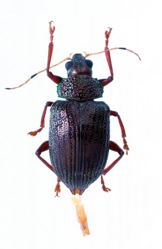 Réf. 213 814 : Otilea crenata