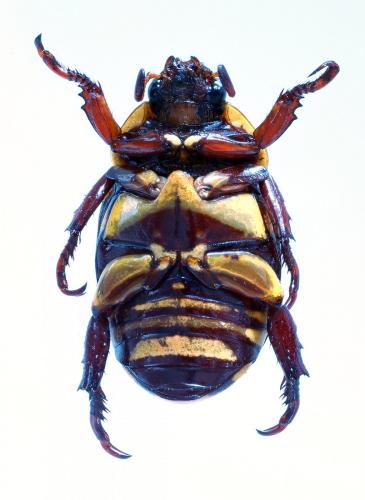 Réf. 213 601 : Rutela histrio