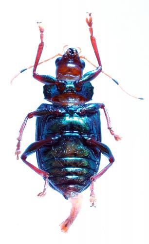 Réf. 213 955 : Otilea crenata