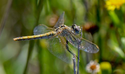 Sympetrum fonscolombii