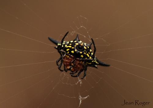 Gasteracantha rhomboidea