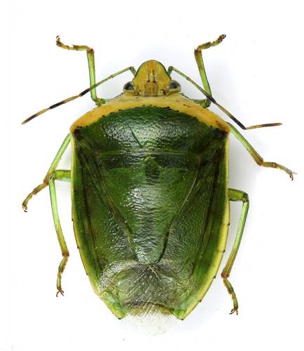 Glaucias crassus
