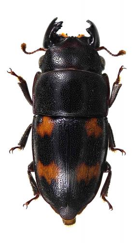 Glischrochilus japonius