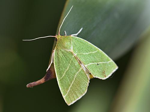 Bena bicolorana