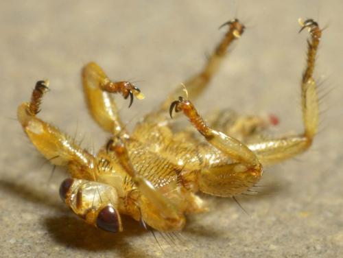Lipoptena cervi