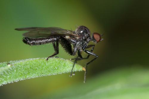 Hybos grossipes