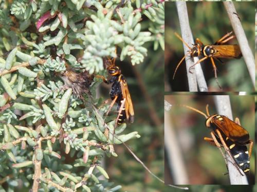 Réf. 213 426 : Batozonellus lacerticida