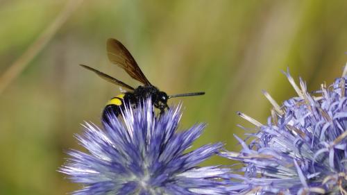 Scolia hirta hirta