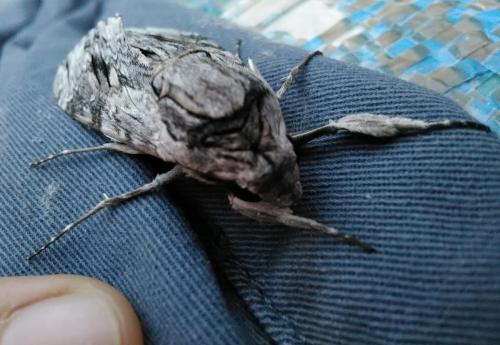 Agrius convolvuli