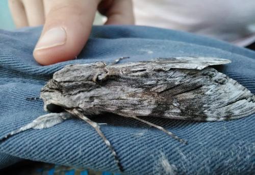 Agrius convolvuli