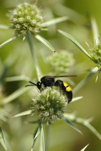 Réf. 213 522 : Scolia hirta hirta
