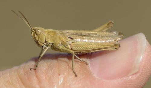 Chorthippus dorsatus dorsatus