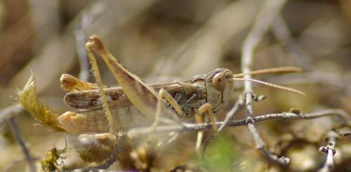 Réf. 213 755 : Omocestus petraeus