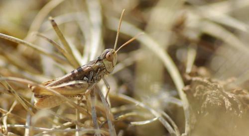 Réf. 213 754 : Omocestus petraeus