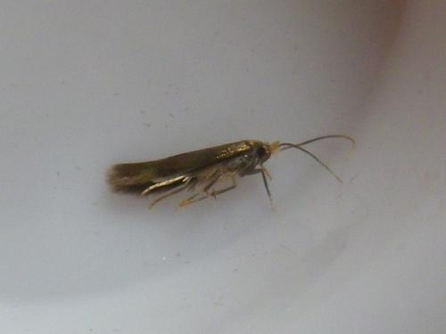 Bucculatrix nigricomella