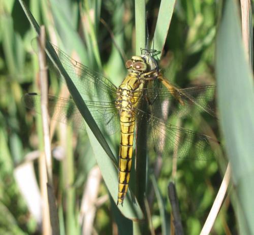 Orthetrum cancellatum