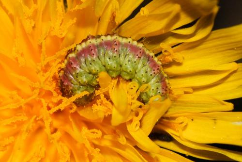 Hyperinae