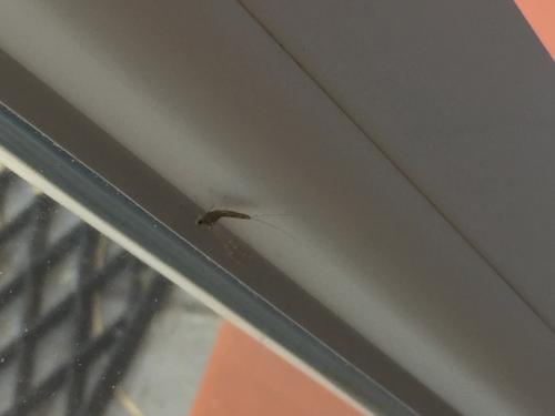 Cloeon dipterum