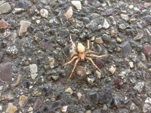Araneus sp.