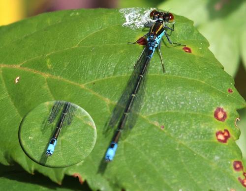 Erythromma viridulum