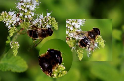 Eristalis sp.
