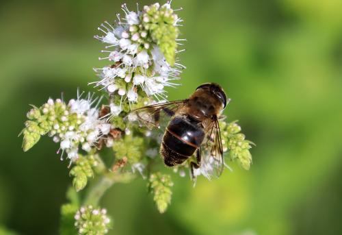 Eristalis sp.