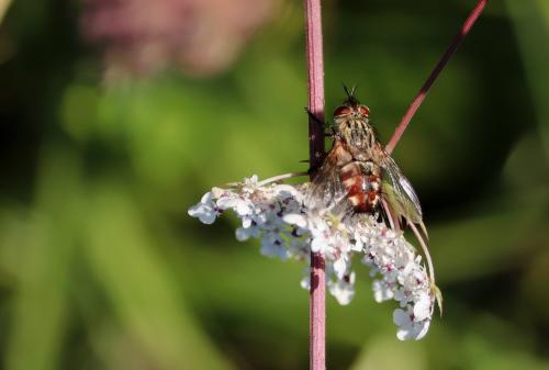 Linnaemya vulpina