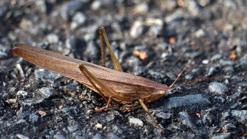 Réf. 213 875 : Ruspolia nitidula