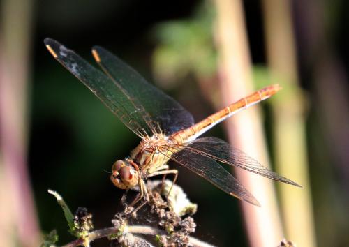 Sympetrum meridionale