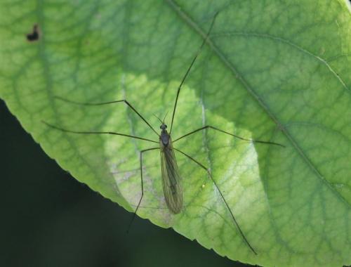 Limoniinae