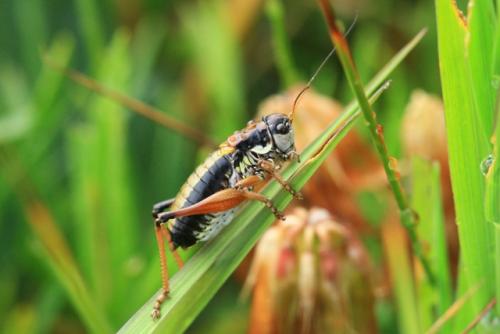 Réf. 213 221 : Anonconotus sp.