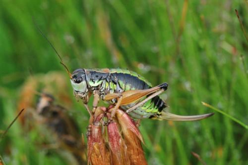 Réf. 213 224 : Anonconotus sp.